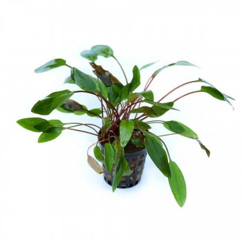 ANUBIAS - CRYPTOCORYNE BECKETTII "VIRIDIFOLIA"